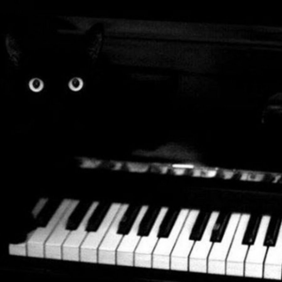 Кот в моей миске нет еды