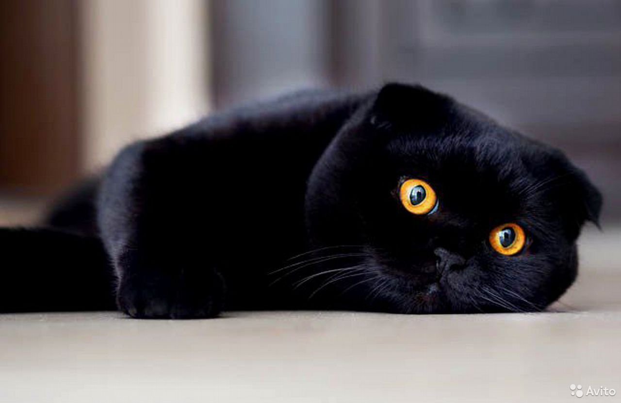 Шотландская кошка черная - 74 фото