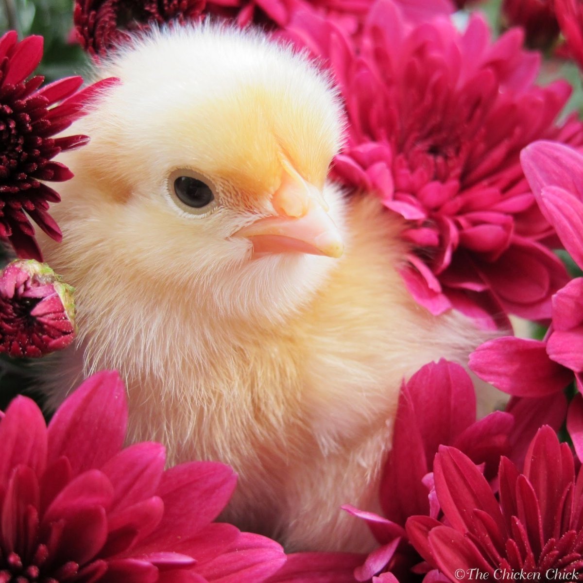 Разноцветные цыплята