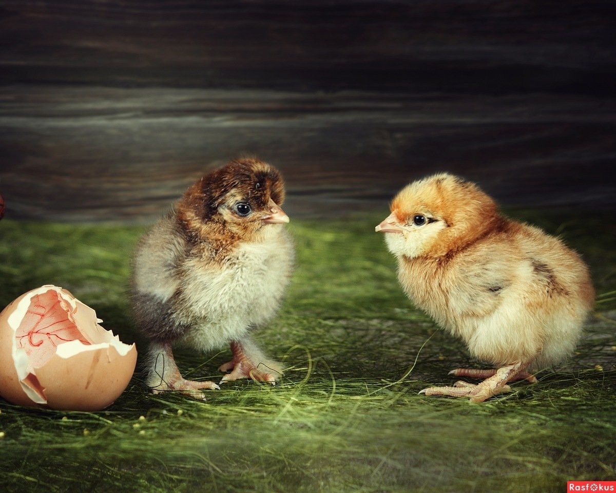 Забавный цыпленок