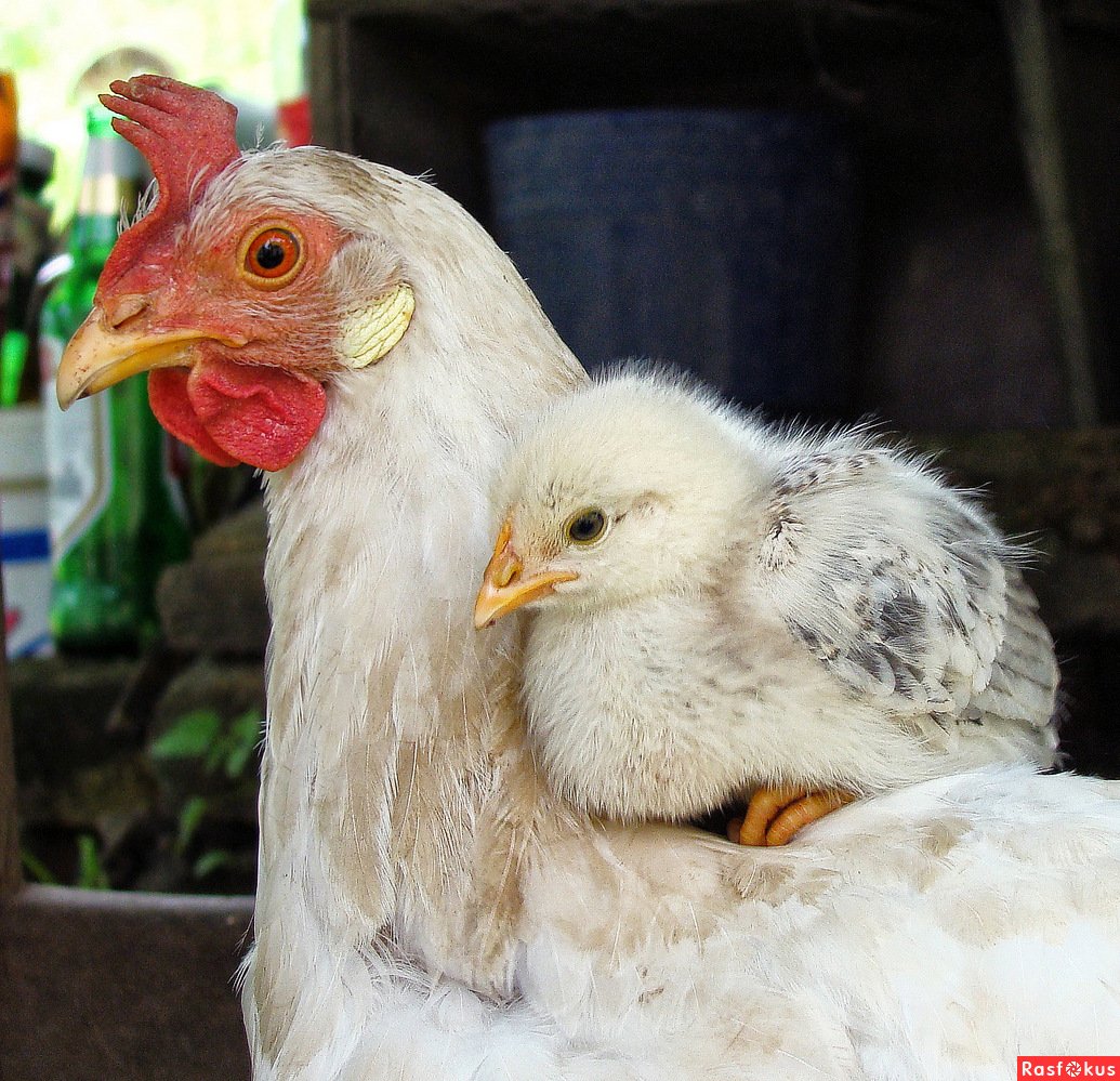 Цыплята обнимаются