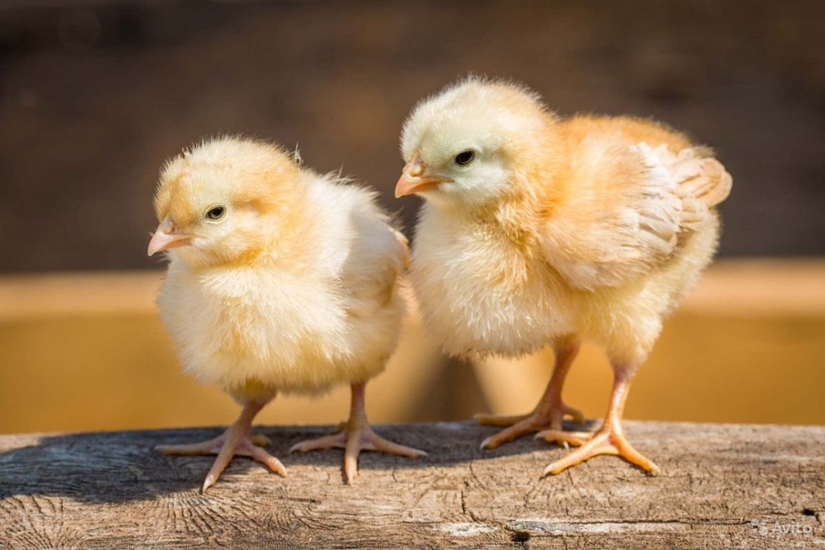 Птенцы бройлеров