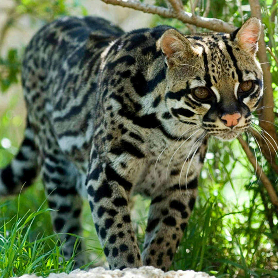 Сноуголд питомник бенгалов