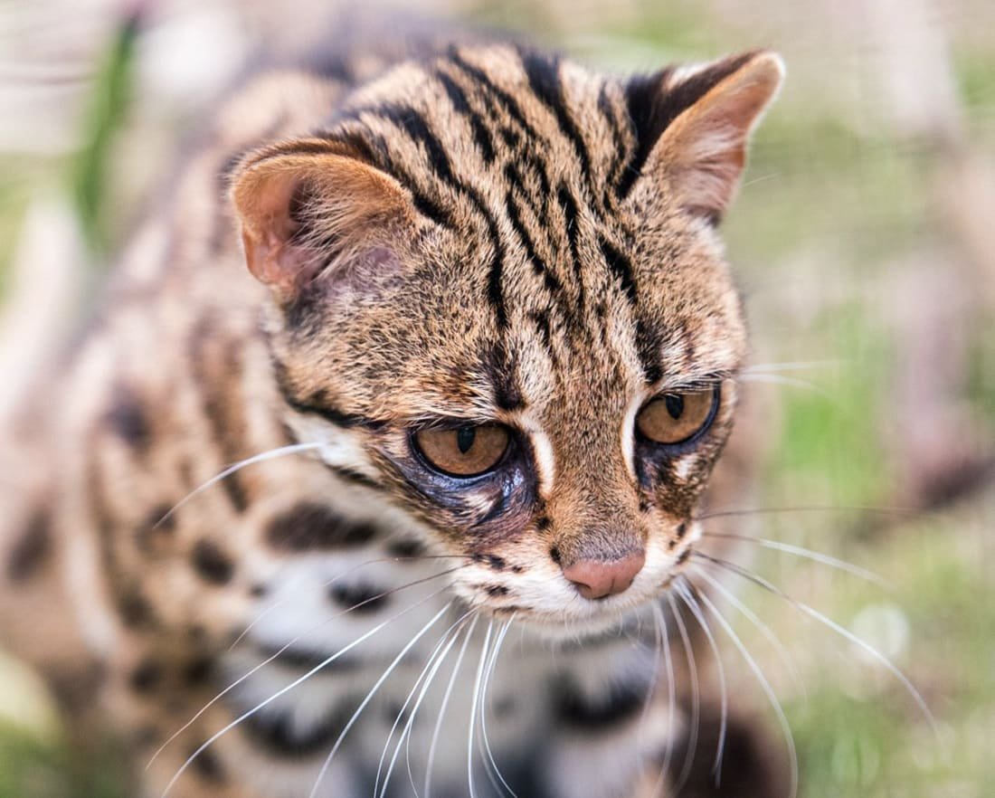 Азиатская леопардовая кошка алк