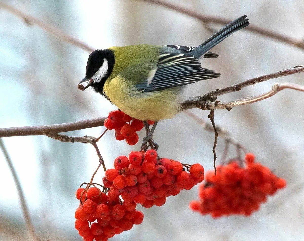 Птица на ветке рябины