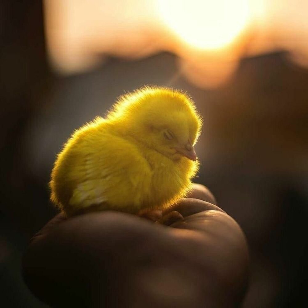 Птенцы домашней птицы