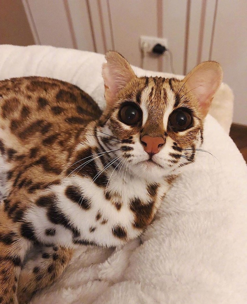 Китайская леопардовая кошка