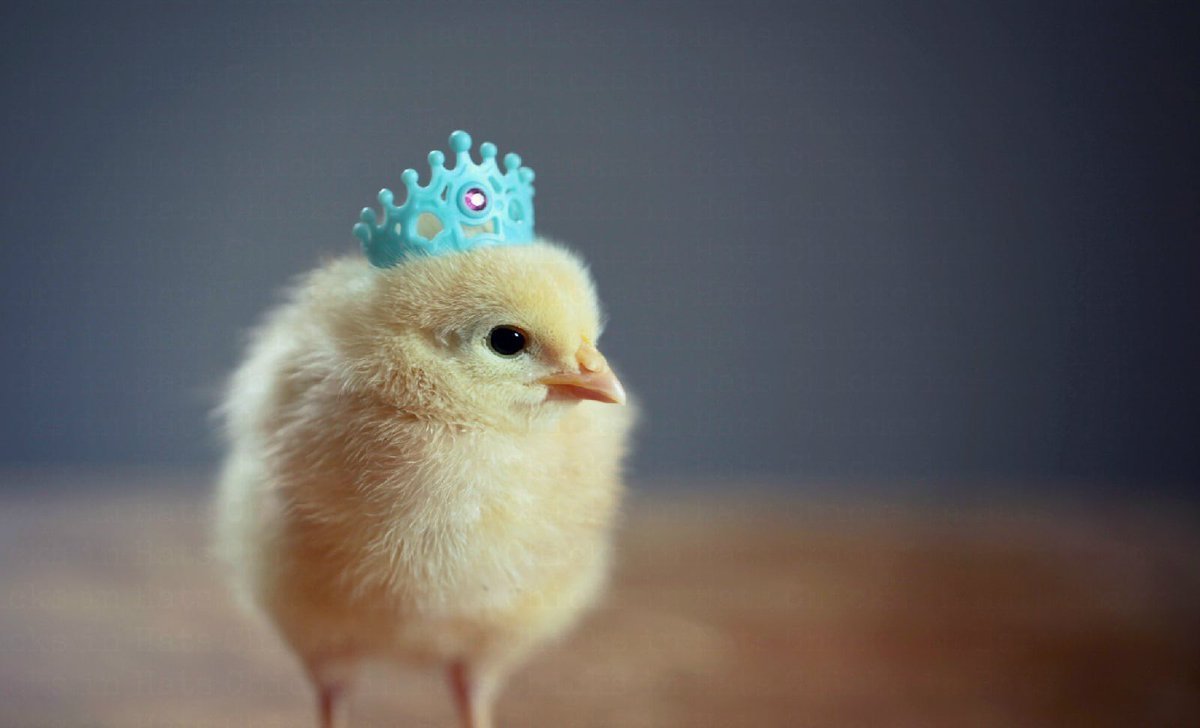 Цыплята бройлеры АРБОР