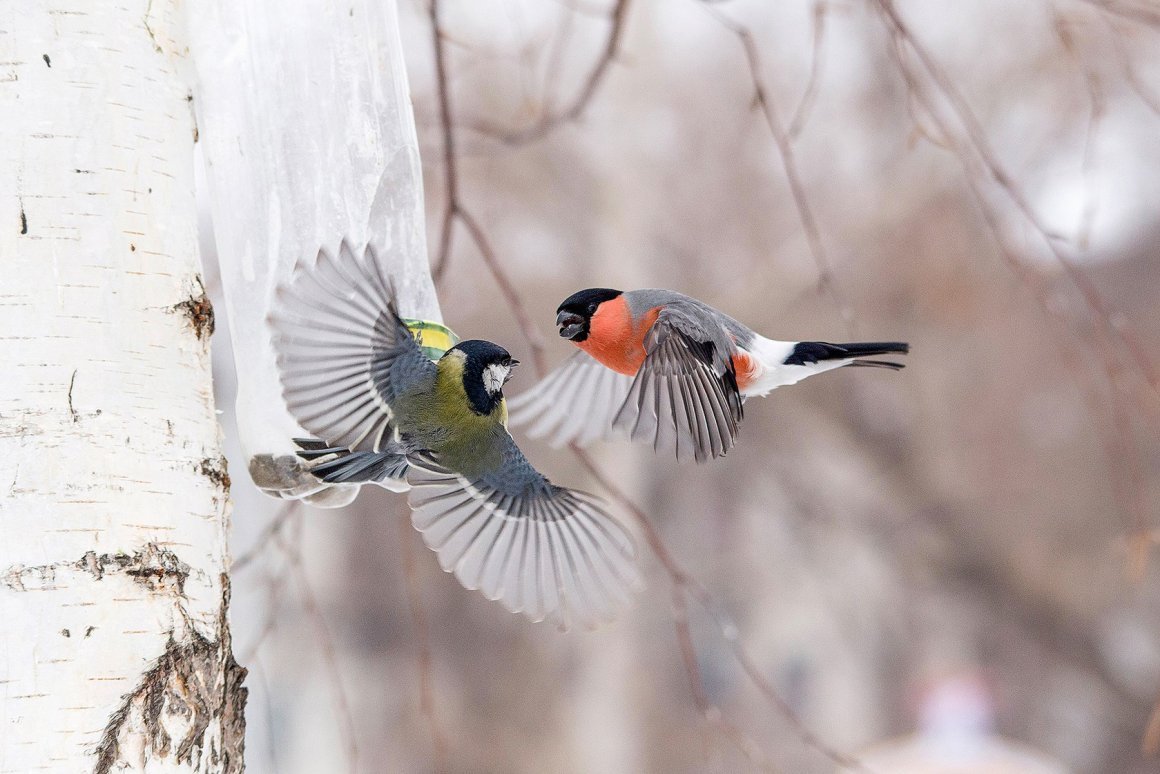 Синичка и Снегирь