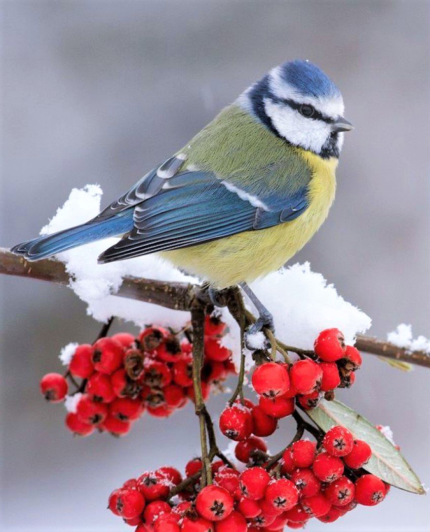 Синички зимой