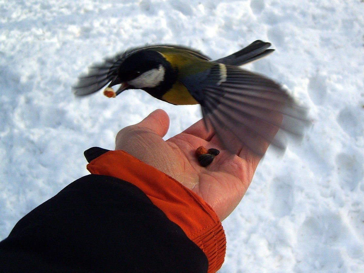 Художник Брэдли Джексон зима