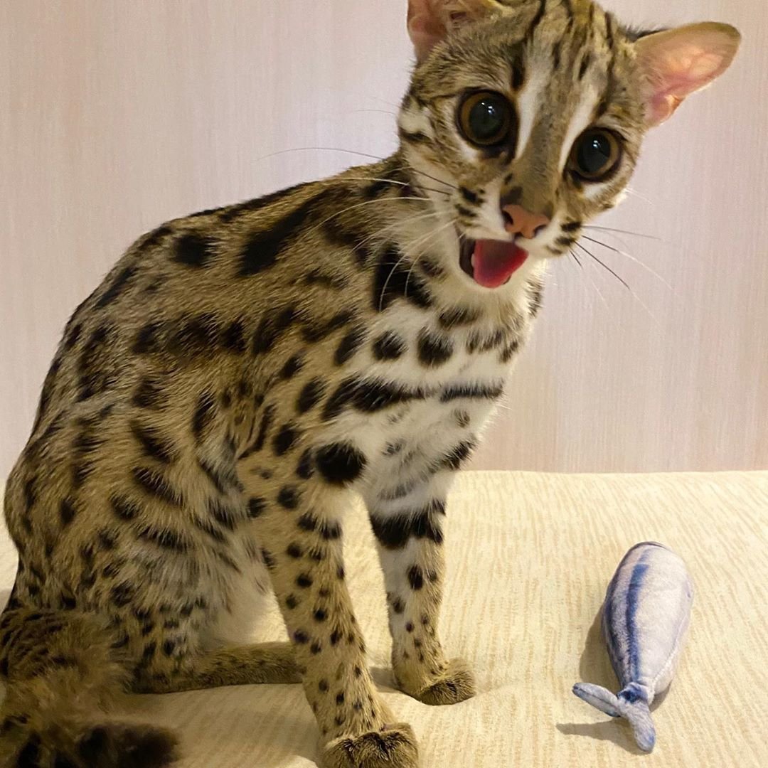 Оцелот лапы