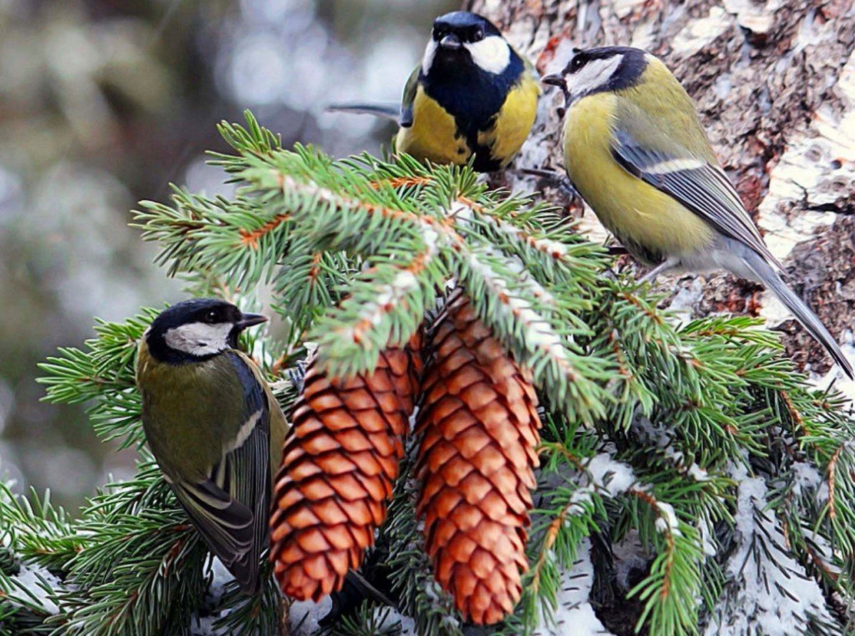 Синица на ладони