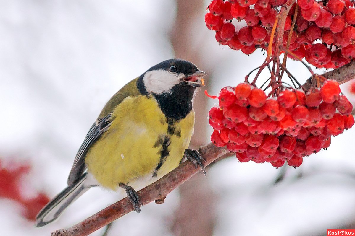 Птицы на рябине