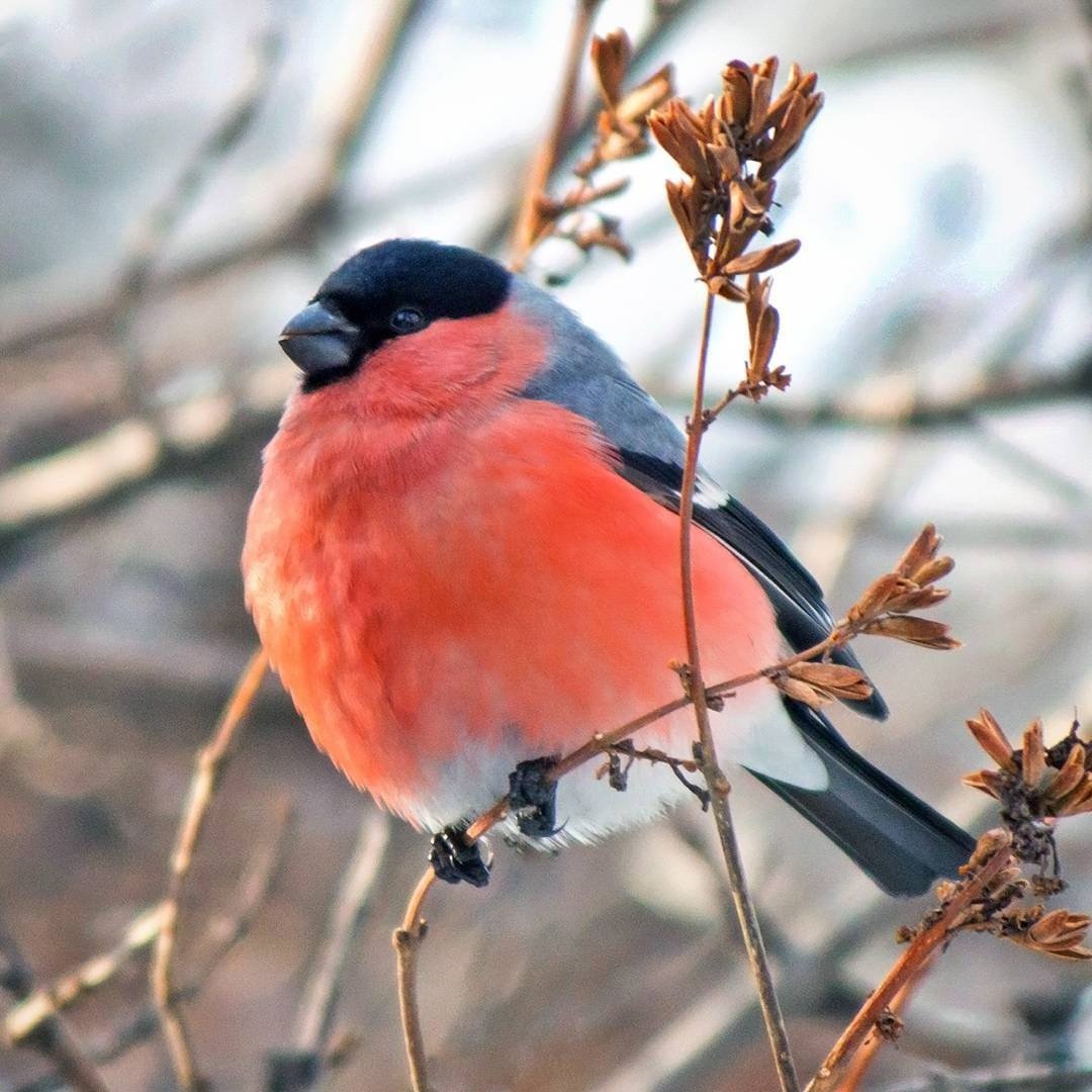 Зимние птицы синица