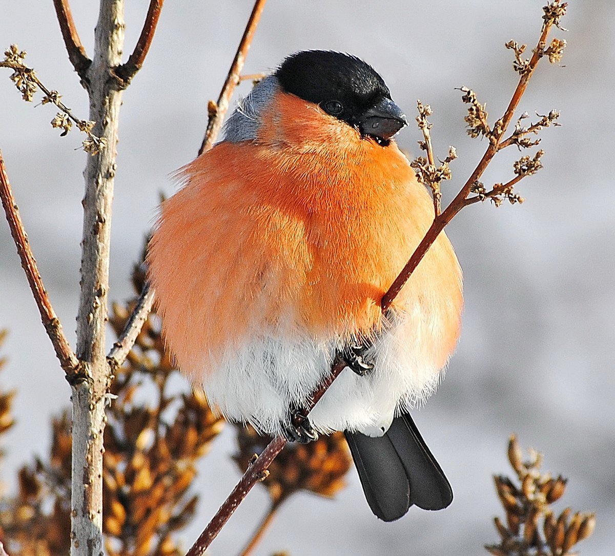 Синица Лазаревка на ёлки