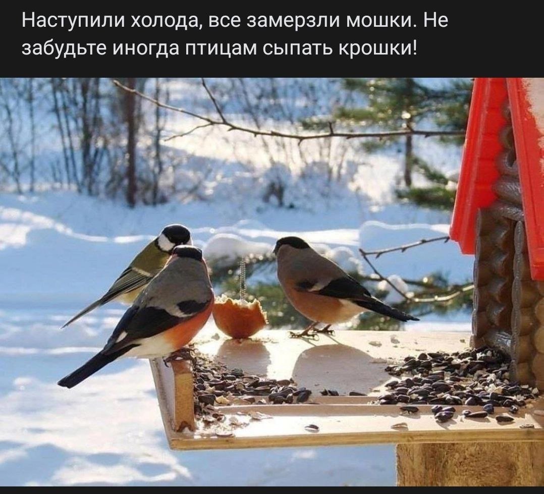 Снегирь птица