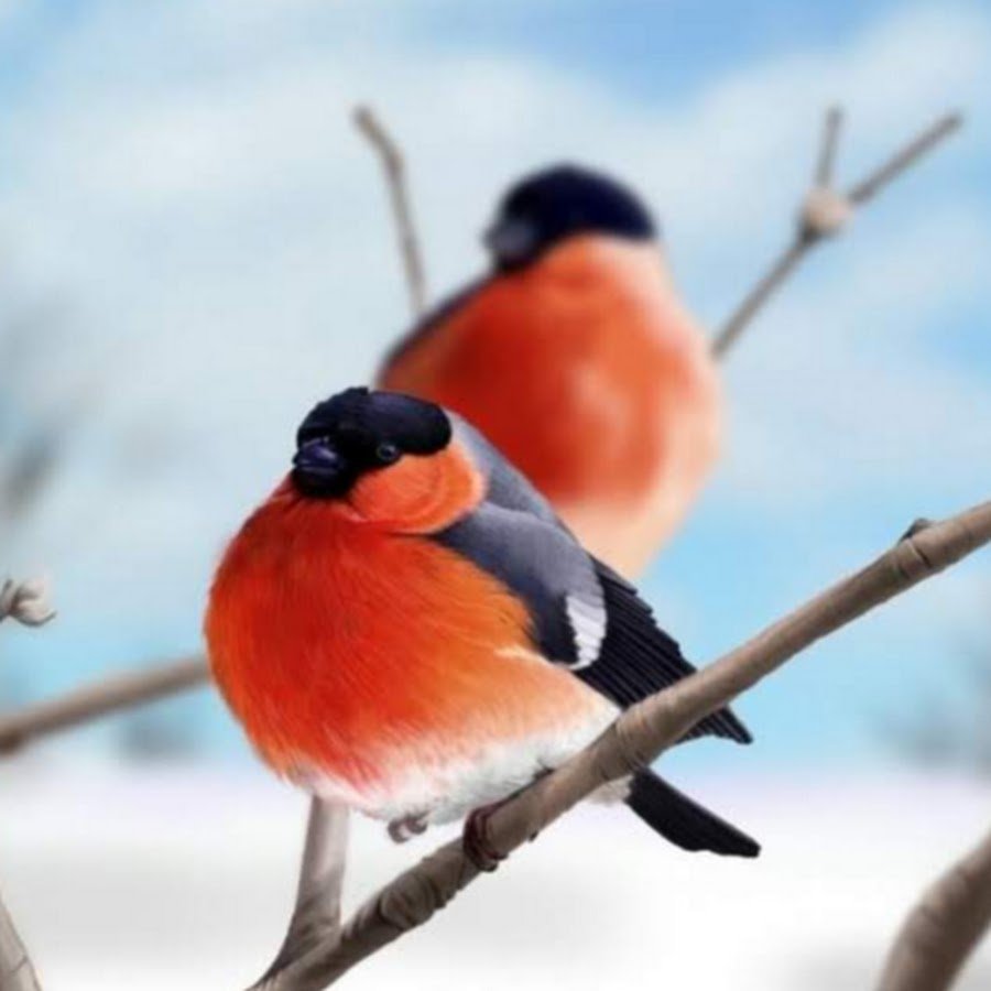 Снегирь и синичка на ветке