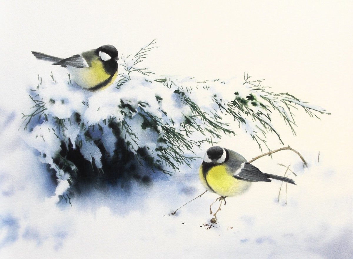 Большая синица зимой