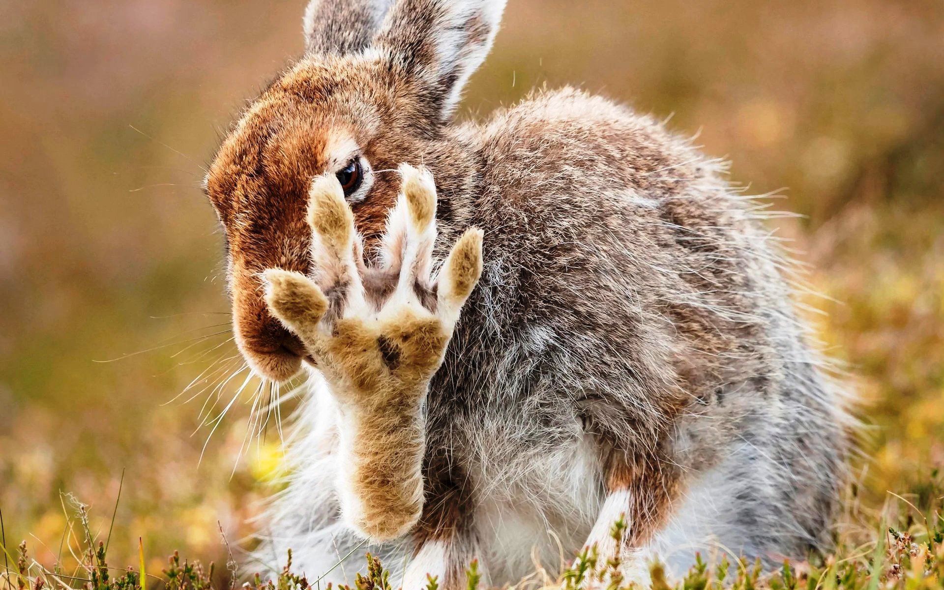 Разбери зайчик. Заяц Русак с зайчатами. Лапки зайца. Радостный заяц. Заяц в дикой природе.