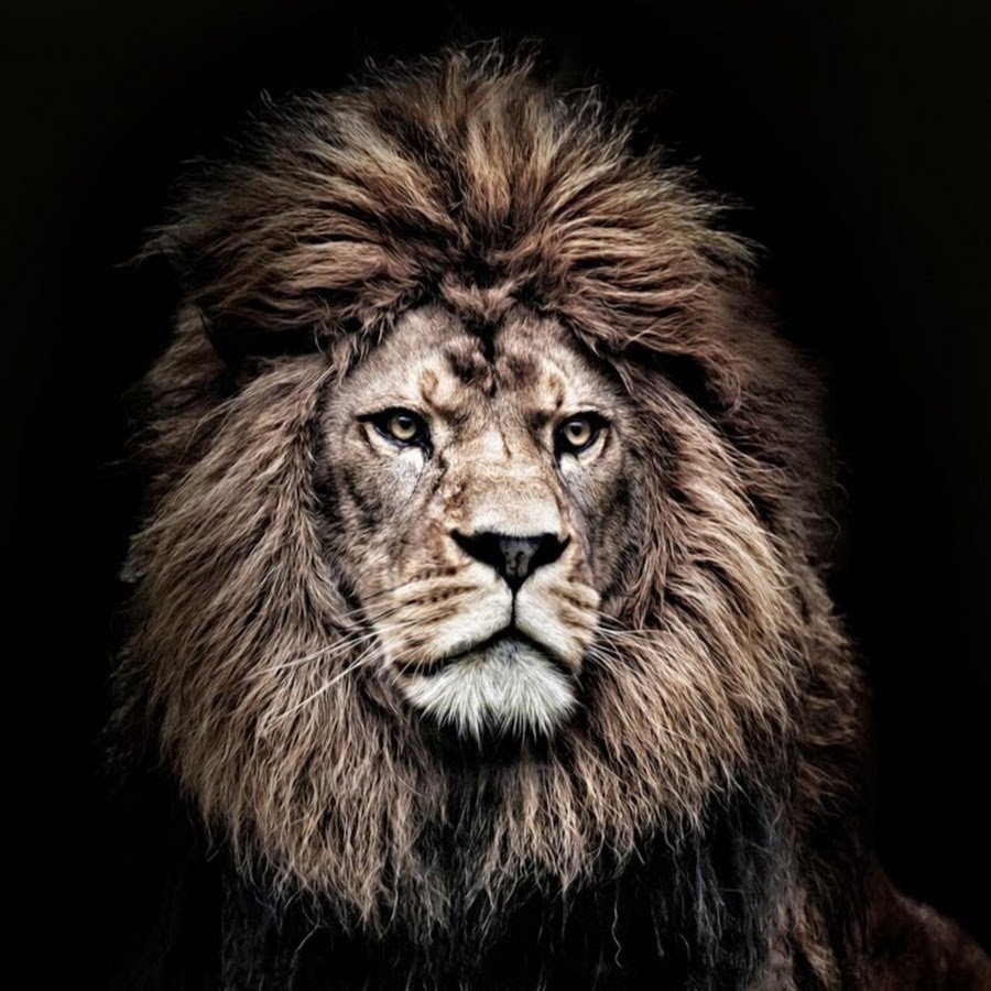 Львица рычит на Льва