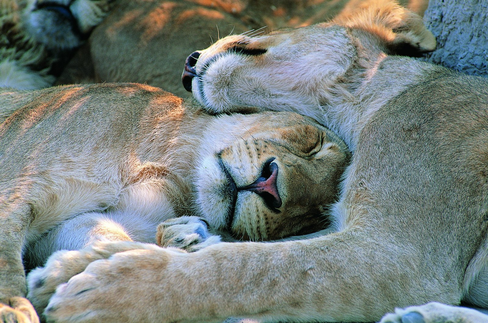 Безумно спокойный. Спящие животные. Милые спящие животные. Любовь животных. Объятия животных.