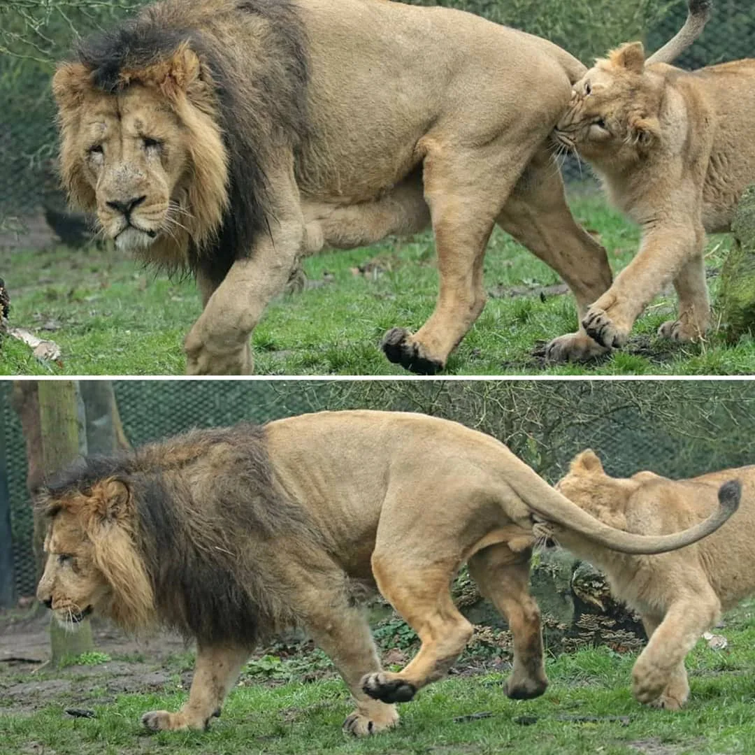 Забавные львята