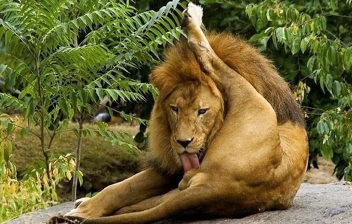 Самолайк залог успеха слон