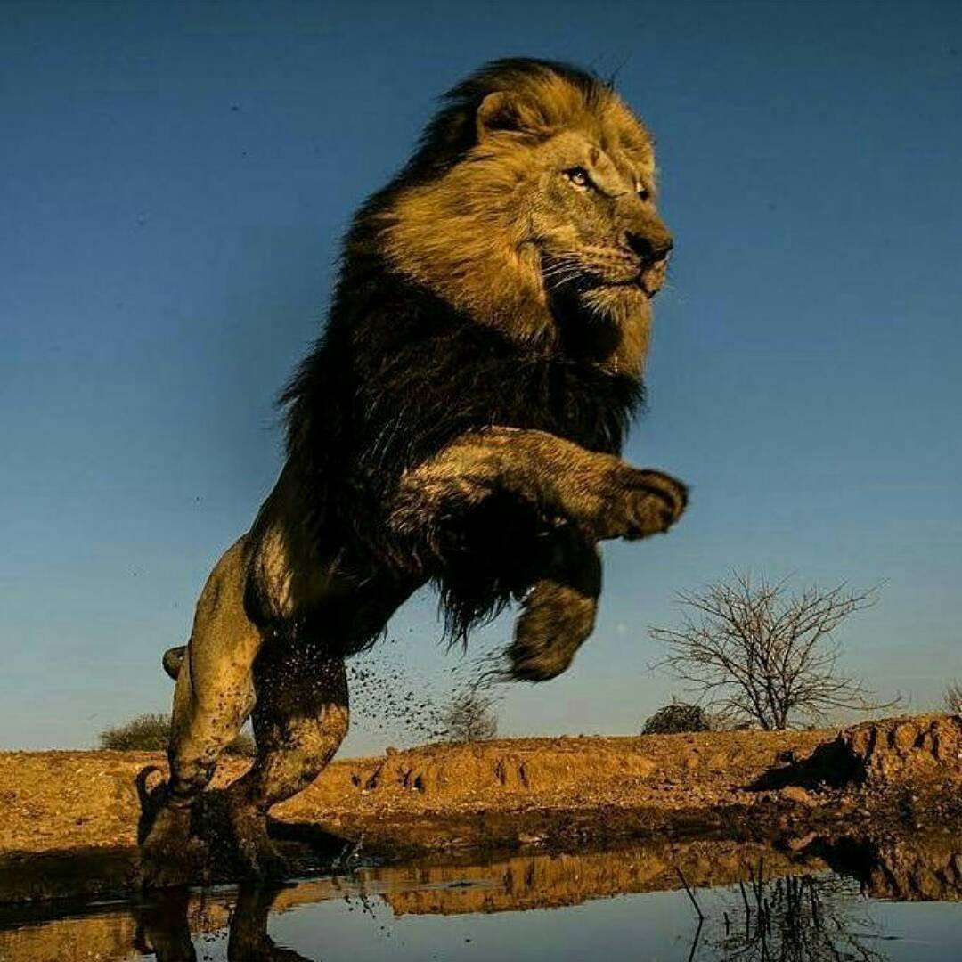 Лев львица и три львенуп