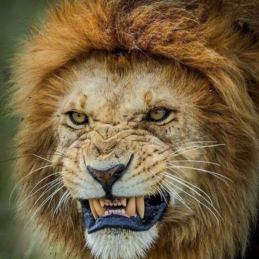 Берберийский Лев самка