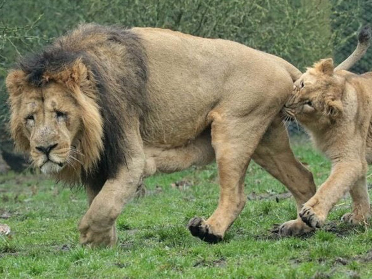 Лев львица яйца