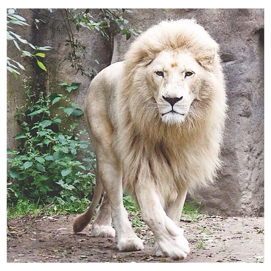 Зазерский лев