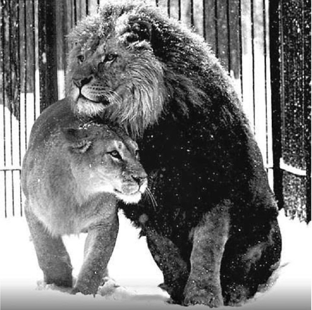 Разъяренный зверь