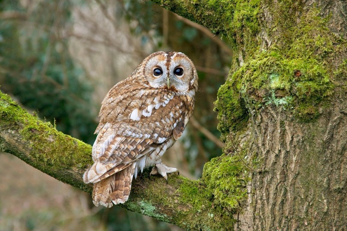 Лесной Сыч неясыть