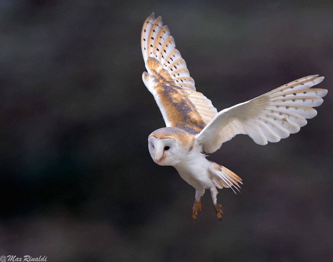 Сипуха размах крыльев