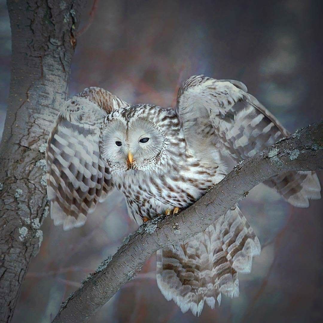 Сказочная Сова фото