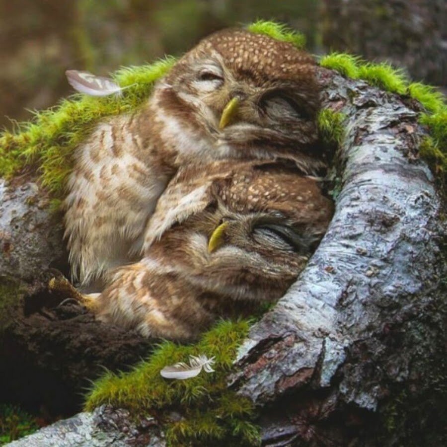 Доброй ночи Сова