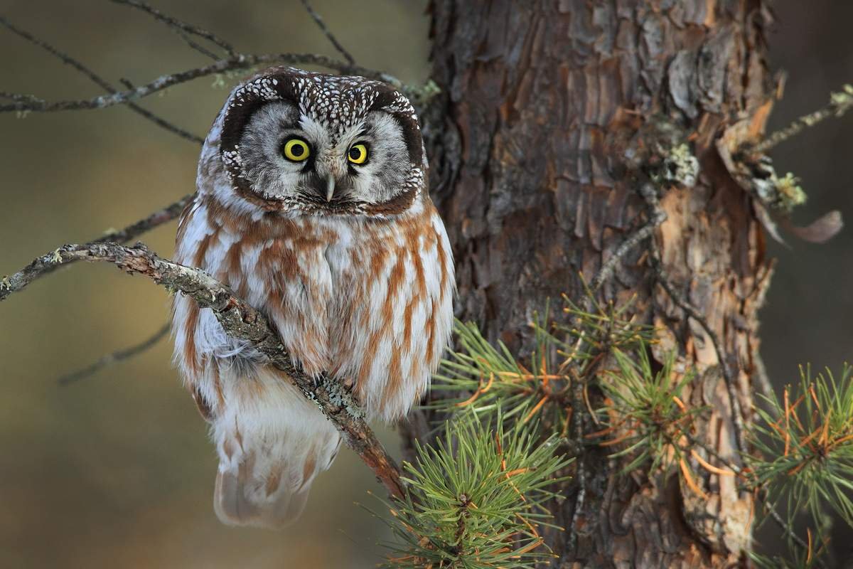 Мохноногий Сыч Брянский лес