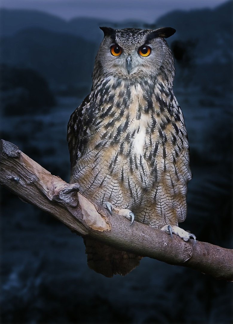 Ночная Сова.(Night Owl).1993