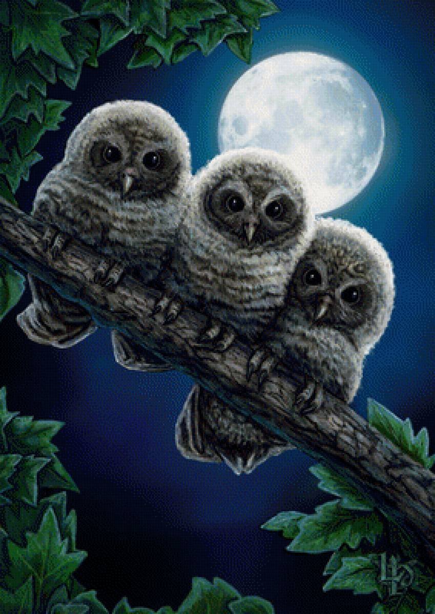 Спокойной ночи Сова