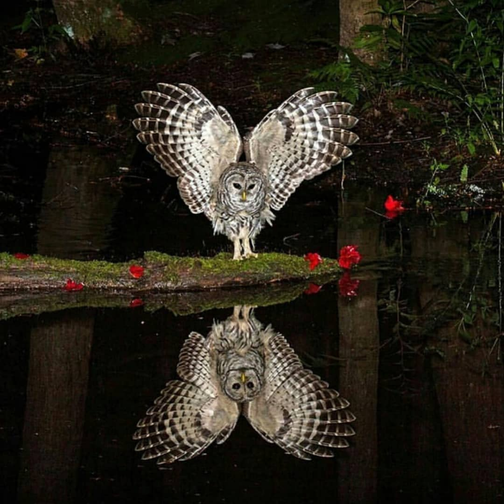 Необычные ночные птицы