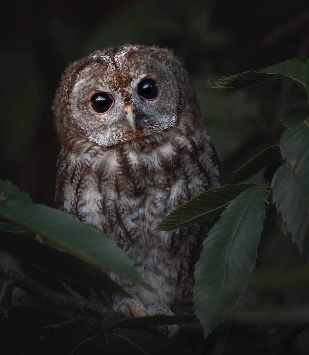 Ночная Сова