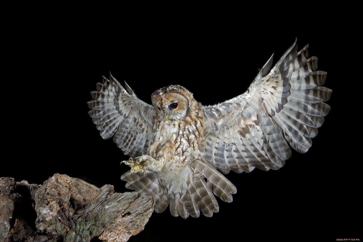 Дневные и ночные птицы