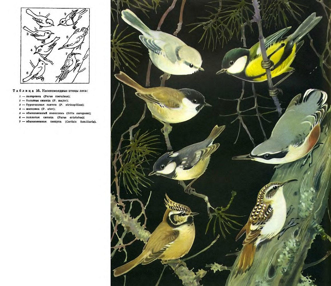 Насекомоядные птицы средней полосы
