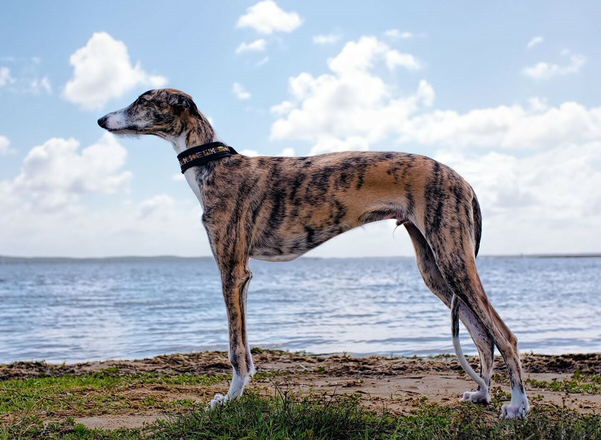 Собаки гончие породы Поденко