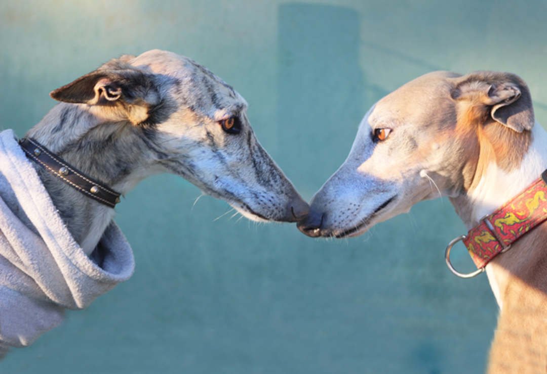 Азавак Левретка черная