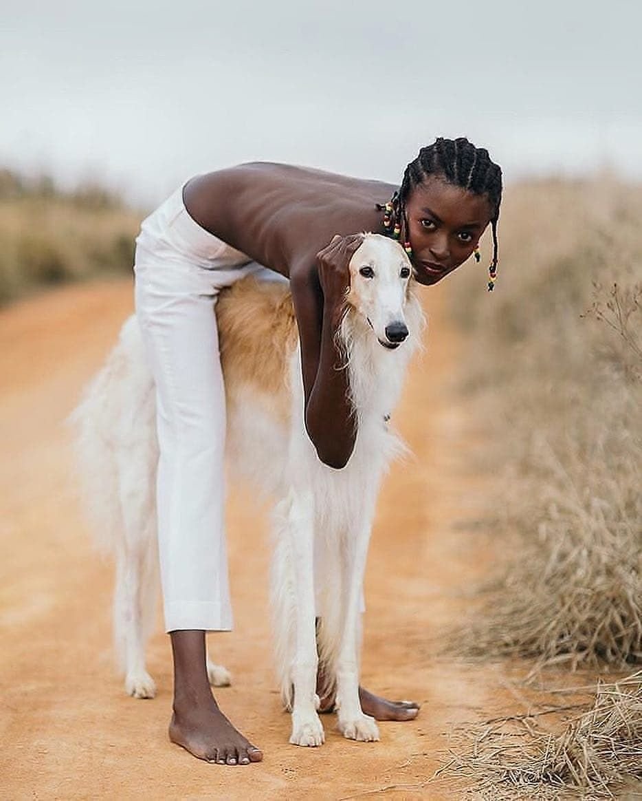 Легавая Бракко итальяно