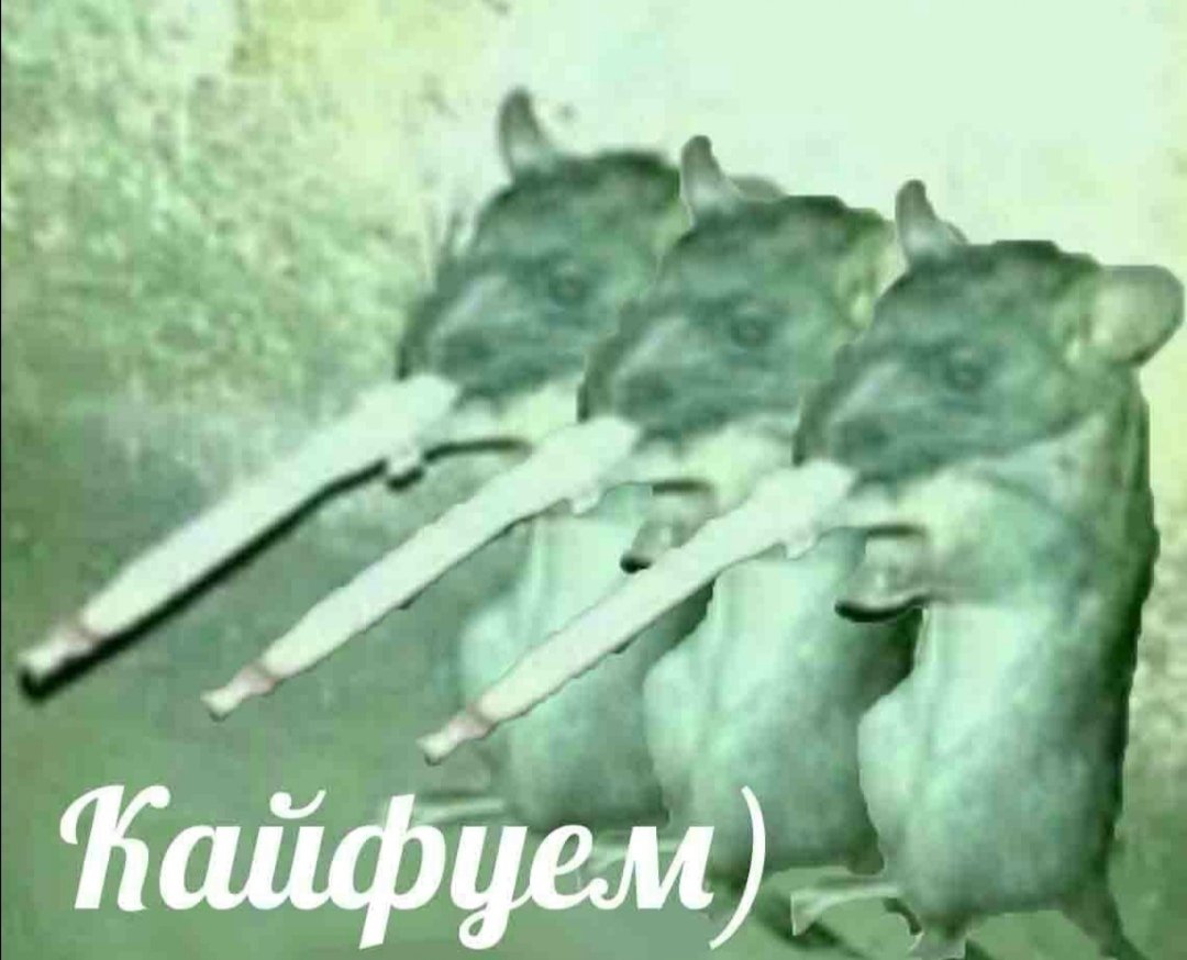 Гигантская крыса Гамби