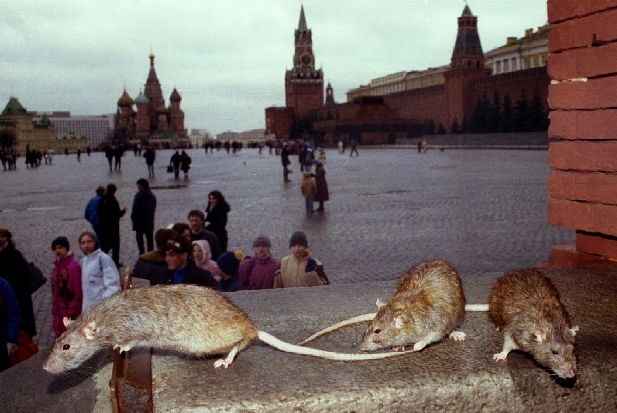 Крысы в Париже