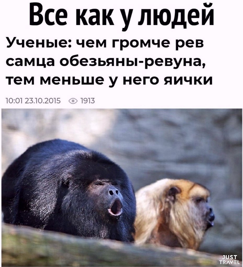 Обезьяна Ревун Южной Америки